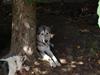 Blanding af racer Keiko ( Tidl Hund )