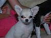 Chihuahua Donna Aka Svesken ell mus
