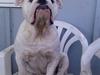 Engelsk bulldog Bamse :)