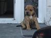 Staffordshire bull terrier Tovdal Quality Queen