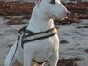 Bullterrier ALF  R.I.P savner dig ven