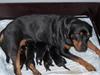 Rottweiler Freja 