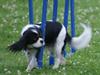 Cavalier king charles spaniel Bianca 