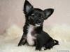 Chihuahua Misha