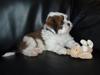 Lhasa apso Otto