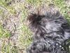 Cairn terrier Trunte - R.I.P †  [ Himmelhund]