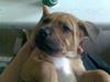Amerikansk staffordshire terrier Bufas