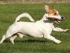 Jack russell terrier AaB