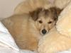 Shetland sheepdog Luna