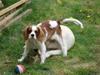 Cavalier king charles spaniel charlie