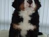 Berner sennenhund Lenesberner Twix [ Himmelhund]