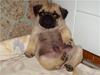 Mops Gustav