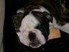 Engelsk bulldog Kenzo Alias Chefen