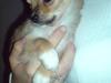 Chihuahua Aica R.I.P. :'(