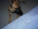 Malinois buller