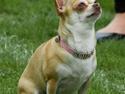 Chihuahua Solajma