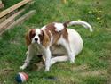 Cavalier king charles spaniel charlie