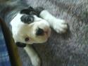 Olde english bulldogge Ørsteds Asta*Himmelhund*