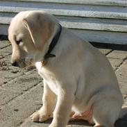 Labrador retriever Vaks