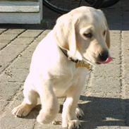 Labrador retriever Vaks