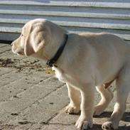 Labrador retriever Vaks