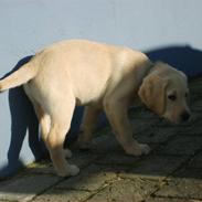 Labrador retriever Vaks