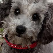 Dværgpuddel Aagaard's La Pura Vida