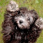 Dværgpuddel Aagaard's La Pura Vida