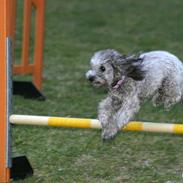 Dværgpuddel Aagaard's La Pura Vida