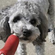 Dværgpuddel Aagaard's La Pura Vida