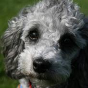 Dværgpuddel Aagaard's La Pura Vida