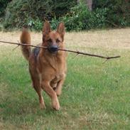 Schæferhund Lakrits