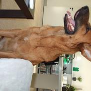 Schæferhund Lakrits