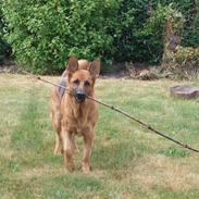 Schæferhund Lakrits