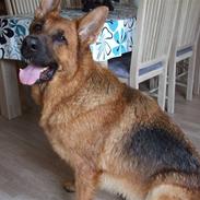 Schæferhund Lakrits