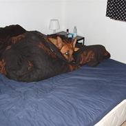 Schæferhund Lakrits