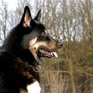 Blanding af racer Nala