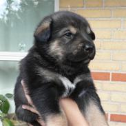 Blanding af racer Nala