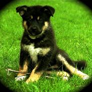 Blanding af racer Nala