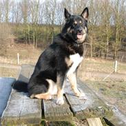 Blanding af racer Nala