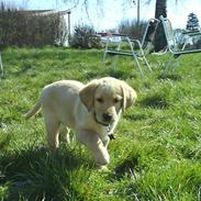 Labrador retriever Basse