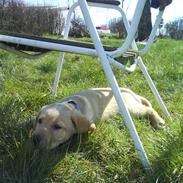 Labrador retriever Basse