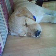 Labrador retriever Basse