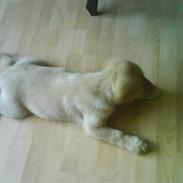 Labrador retriever Basse