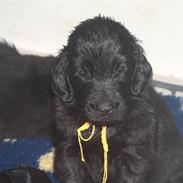 Flat coated retriever Simba