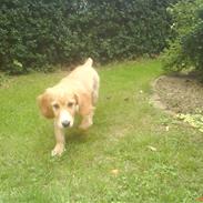 Golden retriever Nika