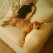 Golden retriever Nika