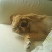 Golden retriever Nika