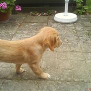 Golden retriever Nika