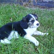 Blanding af racer Pongo